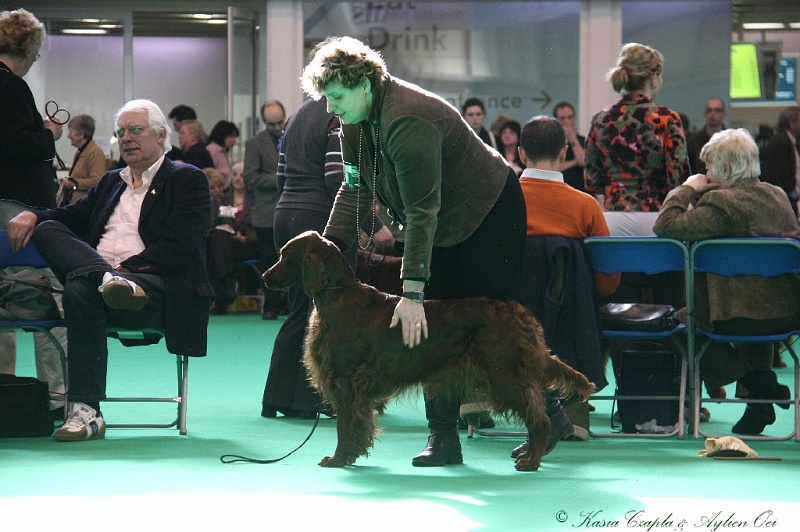 Crufts2011 678.jpg